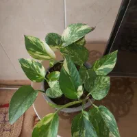 آپارتمانی، سه نوع پتوس