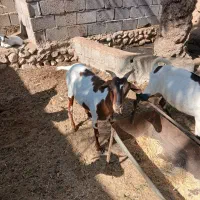 بز،داشتی|حیوانات مزرعه|خورموج, |دیوار