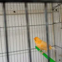 جفت قناری|پرنده|بیرجند, |دیوار