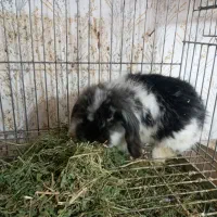 خرگوش لوپ|موش و خرگوش|رشت, علی آباد|دیوار