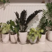 زاموفیلیا بلک وسبز|گل و گیاه طبیعی|ارومیه, |دیوار