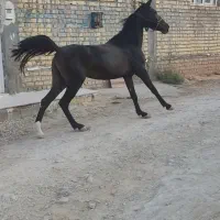 مادیان مشکی شجره دار روزگاری