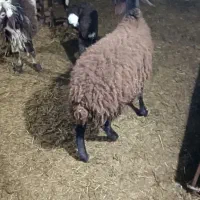 بره نر داشتی در دهگلان|حیوانات مزرعه|بلبان آباد, |دیوار