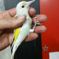 سهره