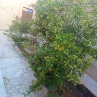 اجاره خانه سوییت پارکینگ دار ،روزانه|اجارهٔ کوتاه‌مدت آپارتمان و سوئیت|میبد, |دیوار