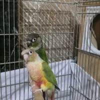 طوطی گرینچیک مولد و قفس ۴خان|پرنده|ری, سیزده آبان|دیوار