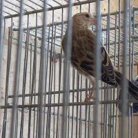 سره قناری ۴۰ روزه پاکدشت