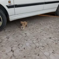 معاوضه|خودرو سواری و وانت|بم, |دیوار