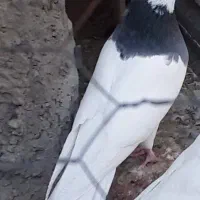 طوقی|پرنده|عجب شیر, |دیوار