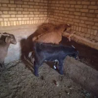 سه عدد بزغاله.. دو عدد نریک عدد ماده|حیوانات مزرعه|سبزوار, قصبه غربی|دیوار