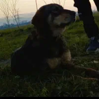سگ نر نگهبان