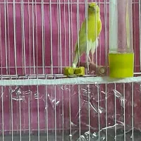 قناری ۹ تا نر شلاغی ۳ تا ماده. رسمی بلند. فر.کاکلی|پرنده|مشهد, شهرک امام سجاد|دیوار