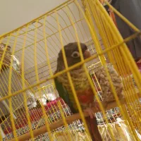 طوطی گرینچیک فول دستی