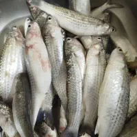 بیاح