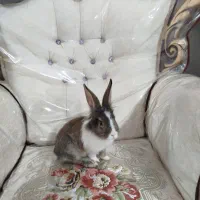 خرگوش خونگی