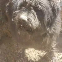 سگ ریشی|حیوانات|اصفهان, ملک‌شهر|دیوار