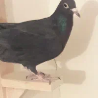 کبوترماده کلاغ|پرنده|رفسنجان, |دیوار