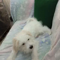 سگ شیتزو تریر|سگ|الوند, |دیوار