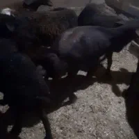 بره ماده افشار