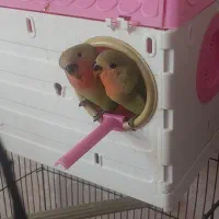 کوتوله برزیلی ۳ماهه دونخور نیمه دستی|پرنده|مشهد, فارغ التحصیلان|دیوار