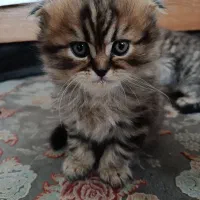 گربه|گربه|مشهد, عبادی|دیوار