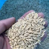 جو دیم بذری