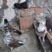 کبوتر سرخ گرگی خرمایی خوش نقش همه کاکل قیمت بالاس