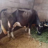 گاوگوساله