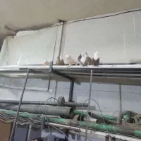 5عدد کله سفید جوانه|پرنده|سبزوار, امیر کبیر|دیوار