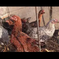 مرغ محلی (گلپایگان)