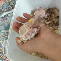 جوجه عروس هلندی|پرنده|شیراز, کوشک میدان|دیوار