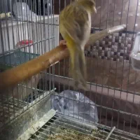 دوتا قناری نر و یک عدد سهره ی گل قفل نر|پرنده|تهران, جوادیه|دیوار
