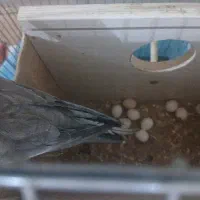 عروسک هلندی