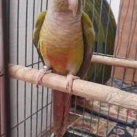 یک جفت گرنچیک حلقه به پا