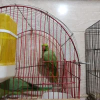 یک جفت ملنگو  نر و ماده تخم گذار