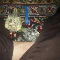 یک جفت جوجه یک ماه عروس هلندی گمشده