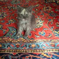 گربه گلد|گربه|تهران, شیخ هادی|دیوار