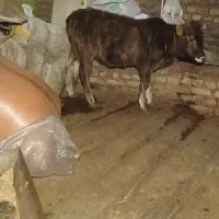 گوساله ماده