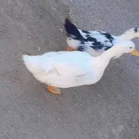اردک