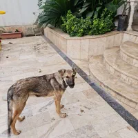 واگداری فوری سگ بومی|سگ|آمل, |دیوار