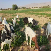 فروش بز و کهره|حیوانات مزرعه|شیراز, ظفرآباد|دیوار