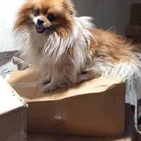 سلام دوست عزیز سگم گمشده|حیوانات|آبادان, |دیوار