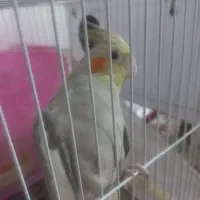 عروس هلندی