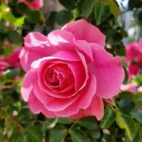 مغازه ابوذر 13