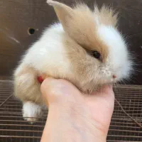 بچه خرگوش لوپ|موش و خرگوش|کردکوی, |دیوار