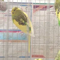 مرغ عشق جوان|پرنده|سبزوار, امیر کبیر|دیوار