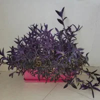 حراج گیاهان آپارتمانی|گل و گیاه طبیعی|تهران, امانیه|دیوار