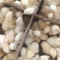 جوجه گوشتی. 308امل نمایندگی