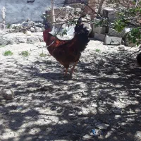 خروس سالم و سرحال مناسب برای داخل مرغ و کشتار