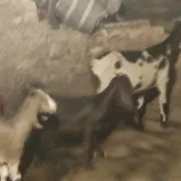 بز نژدی دوقلو بز بازم ابستنه
